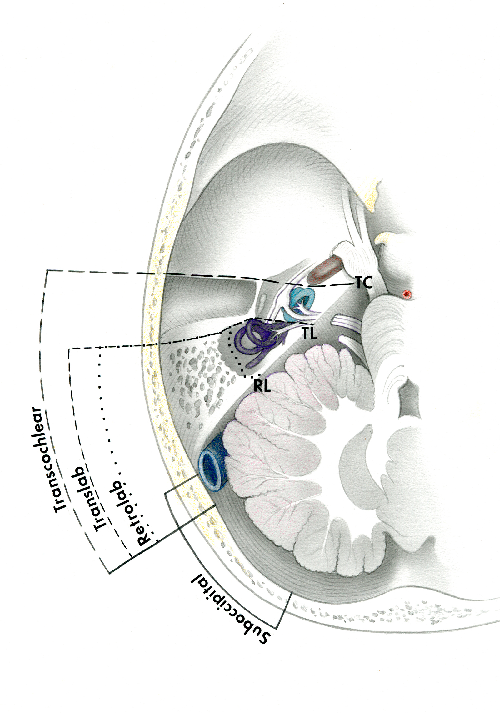 Anterior Skull Anatomy 
