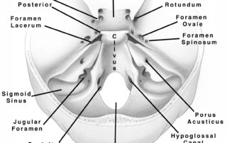 Osseous anatomy of the cranial base as seen from above.