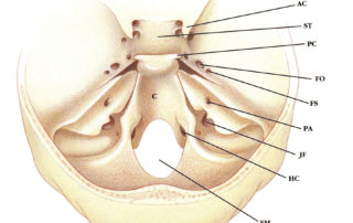 View of the cranial base as seen from above. The clivus is a portion of the occipital bone which extends from the anterior margin of foramen magnum to the dorsum sellae.